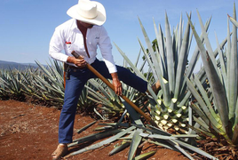 Clip: Xem cách người Mexico sản xuất rượu Tequila từ cây thùa