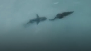 Video: Cuộc truy đuổi kịch tính giữa cá mập và cá sấu trên vùng biển Australia