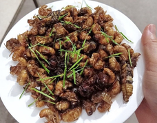 Gần nửa triệu đồng một kg nhộng ve sầu