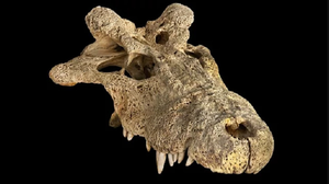 Cá sấu quái dị, mọc sừng trên đầu