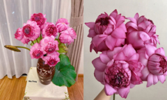 Đầu hè, chị em Hà thành ráo riết lùng mua loài sen lạ