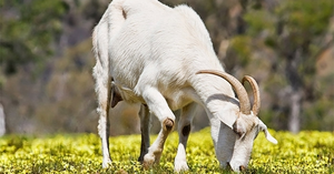 Dự đoán 12 con giáp 6/5: Mùi đột phá trong công việc, Tuất có cơ hội thoát ế