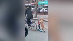 Clip: Chó đi xe trượt trên phố cực 'đỉnh'