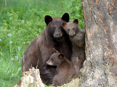 Rùng mình phát hiện thi thể người trong dạ dày hai con gấu