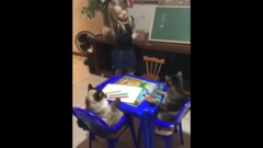Mèo chăm chú nghe bé gái giảng bài