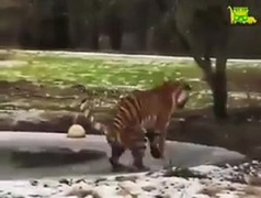 Hổ giật bắn mình khi trượt chân trên hố băng