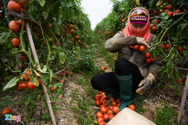 Bộ Nông nghiệp kêu gọi gỡ khó cho tiêu thụ nông sản giữa đại dịch
