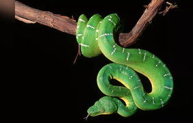 Rắn không có tai sao vẫn nghe được tiếng sáo?