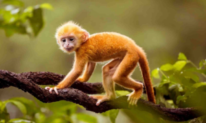 Dự đoán 12 con giáp 7/5: Dần thu nhập tăng, Thân dễ mất cả chì lẫn chài