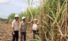 Vietsugar cùng nông dân phát triển vùng nguyên liệu mía