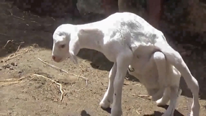 Video: Dê đột biến có 7 chân, đa giới tính xuất hiện ở Indonesia