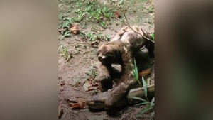 Video: Con lười đè đầu trăn khổng lồ vì bị cản đường