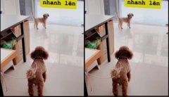 Chú chó qua rủ bạn trốn nhà đi chơi