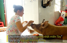 Chú heo 'sướng nhất miền Tây' ăn hải sản, được chủ ru ngủ