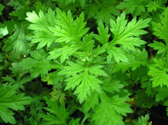 Ngải cứu có hoạt chất chống virus SARS-CoV-2 rất mạnh