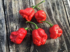 Không có độc, loại ớt đáng sợ nhất thế giới này vẫn có thể gây tử vong tức thì