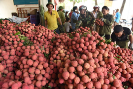 Không để nông sản tại vùng dịch ùn ứ