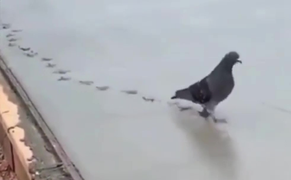 Clip: Bồ câu đi bộ khiến con người đau lòng