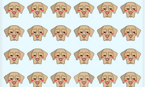 'Thách' bạn tìm ra chú chó khác biệt trong 10 giây