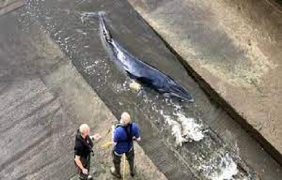 Video: Giải cứu cá voi mắc kẹt giữa lòng London