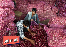 Có ai biết: Hành củ ở Ấn Độ quý chỉ sau tiền, có thể trả phí taxi, làm quà cưới