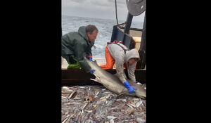 Cá mập lì lợm, cố sống cố chết bám thuyền khi được ngư dân thả về biển