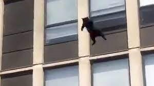 Mèo đen phi thân từ tầng 5 tòa nhà đang cháy để thoát thân