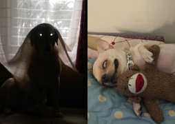 Không phải phim kinh dị, đây là lúc thú cưng báo hiệu bạn nên 'chạy ngay đi'