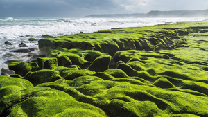 Video: Chiêm ngưỡng bãi biển phủ đầy rêu xanh ở Đài Loan