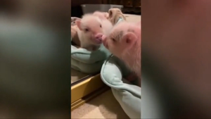 Video: Lợn con 'bối rối' khi thấy mình trong gương