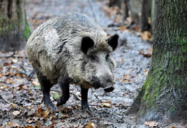 Đàn lợn rừng vây người phụ nữ, 'trấn lột' đồ ăn