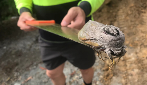 Bướm 'quái vật' to bằng con chuột, quá nặng nên không bay nổi