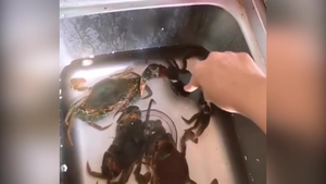 Người đẹp trả giá khi trêu chọc lũ cua