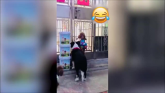 Clip: Đàn chó trốn đi chơi vẫn lo chống trộm
