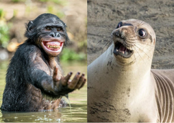 Loạt ảnh chứng minh động vật hoang dã cũng biết 'diễn hài' không kém con người