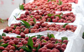 Việt Nam sẽ xuất khẩu 100 tấn vải thiều sang Australia