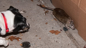 Video: Biệt đội chó diệt chuột tại Mỹ