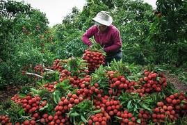 Bắc Giang: Hàng trăm ngàn tấn nông sản, hàng chục triệu gia súc gia cầm bị 'tắc'