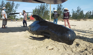 Cá heo nặng 8 tạ dạt vào bờ biển Quảng Nam