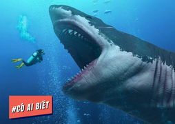 Có ai biết: Là loài vật nguy hiểm nhưng cá mập thực ra không muốn ăn thịt người
