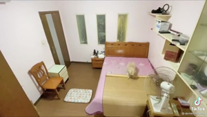 Clip: Chó thông minh tự trải chiếu, tắt đèn đi ngủ