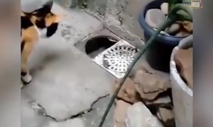 Chuột thoát thân ngoạn mục trước mũi mèo