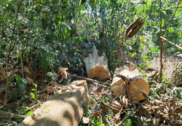 Tàn phá hơn 15.000 m2 rừng tự nhiên, 2 thanh niên ở Quảng Ngãi bị khởi tố