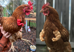 Dân tình rủ nhau ‘cấy’ tay cho gà và cái kết ‘cười không khép được miệng’