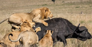 15 con sư tử đồng loạt đánh úp, trâu rừng chết thảm 