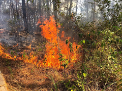 45 hecta rừng ở Quảng Nam cháy suốt 20 giờ đồng hồ