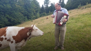 Video: Chú bò bị 'mê hoặc' khi chủ chơi đàn accordion