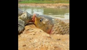 Nụ hôn cứu mạng của rùa giúp cá chép thoát nạn