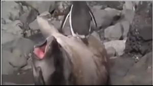 Diễn viên Hollywood cũng phải gọi con hải cẩu này bằng cụ