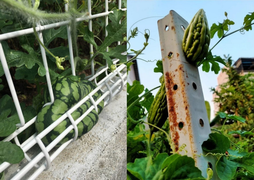 Cây quả trong vườn ‘rủ nhau bỏ trốn’, gia chủ cười ra nước mắt